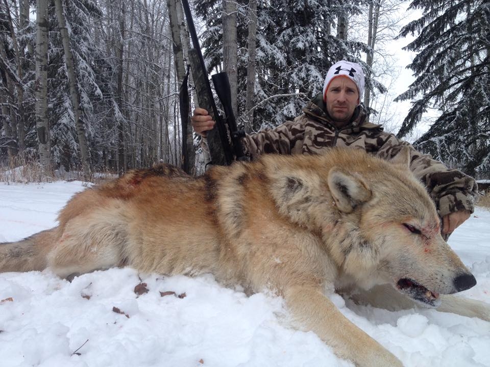 Guided Alberta Wolf Hunts